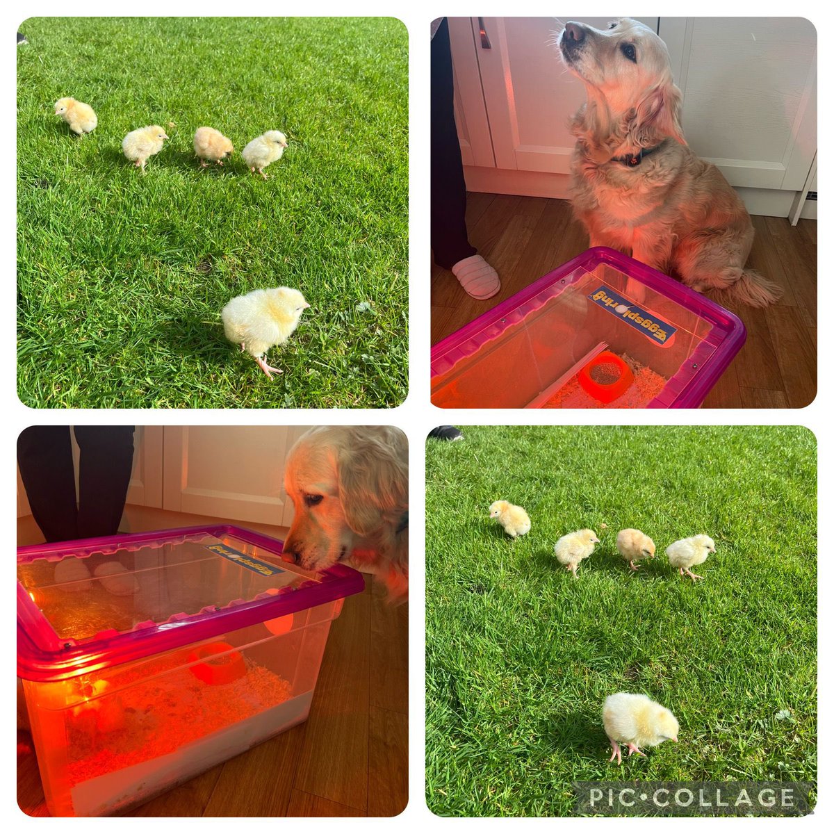 An exciting first weekend for our chicks as they experience grass for the very first time and meet Crumble #Awe #Wonder #Year1 #Inspired #WeAreStar #Nature #LifeCycles #Respect @eggsploring #AnimalWorld