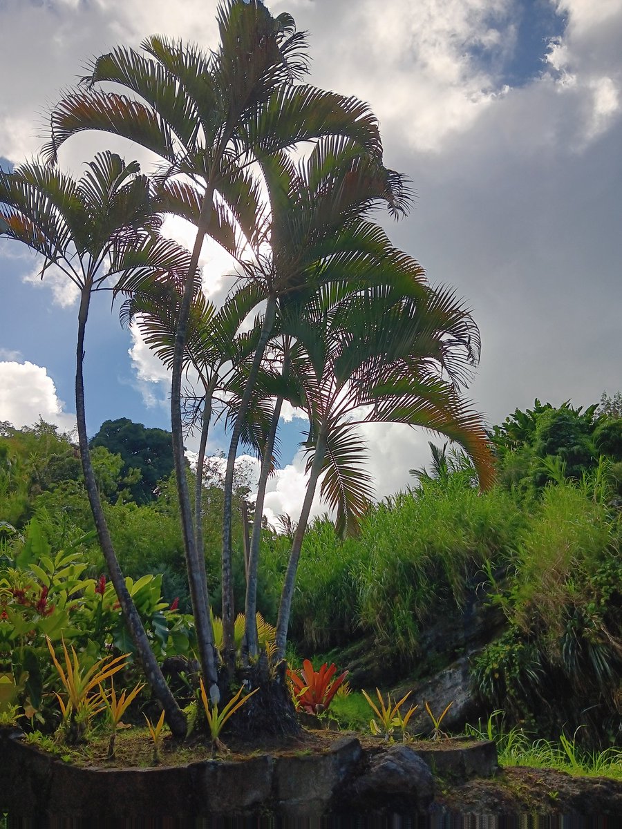 Grenada 🇬🇩 💛