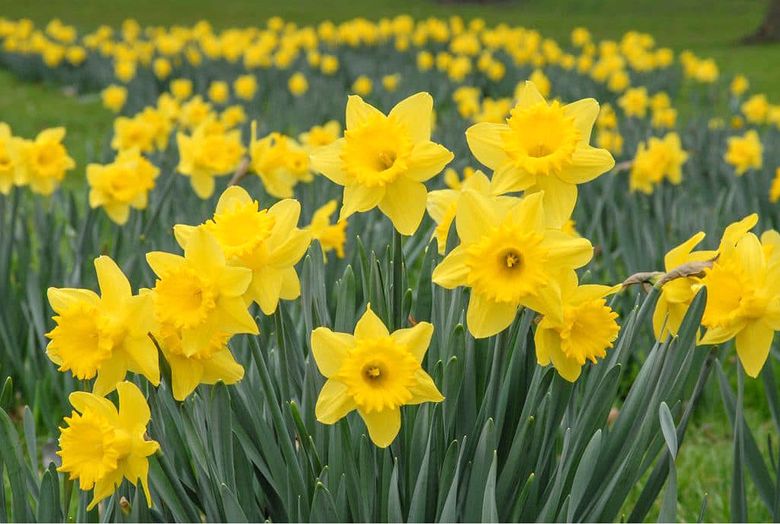 The daffodils tilted
Their heads to the sun
Now fully resplendent
As Spring had begun

But sparrows were waiting
It pleaseth them not
To see the stems burdened
It vexed them a lot

Collecting their host
To its fullest extent
They mounted a #riot
Till each bloom was rent

#vss365