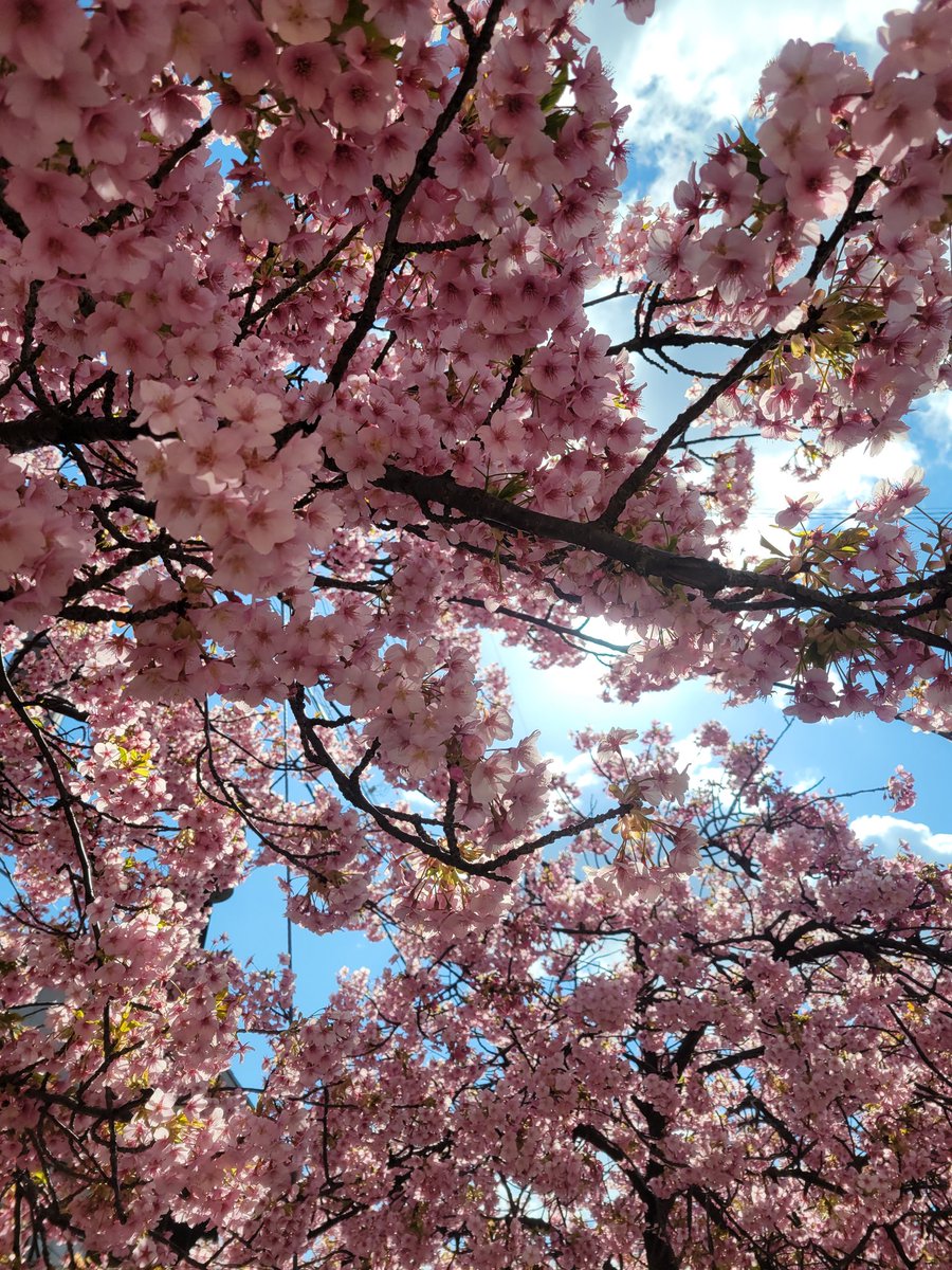 河津桜だって🌸
