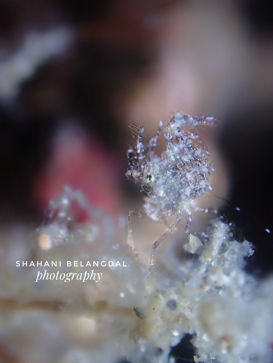 SBelangdal's tweet photo. 1-2 mm Hairy Shrimp
I had a hard time capturing this one😅😅

Coached by: East Pardillo of SouthPoint Divers Sarangani https://t.co/a7196W0YTo