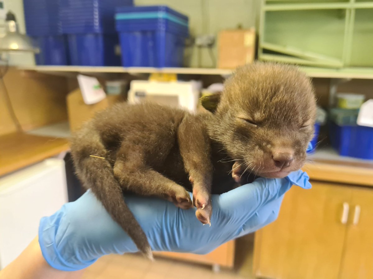 A litter of 5 fox cubs were found without their mother and were taken to a vets in Ely😔 they were then transfered and we are now rearing them. We will need Royal Canin puppy milk for them and bird formula for our orphaned birds. Both on our wishlist if you can help us #fox #bird