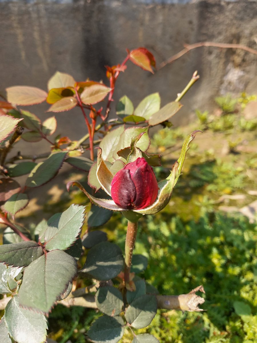 #red #Rose #mobilephotography #photography #photo #photooftheday #picoftheday @TheFlowerWorld @NationalGeoPicx @NatGeo @flowermagazine @WorldPressPhoto @PhotoPlaceVT @allaboutphotoco @HeadOnPhotoFest