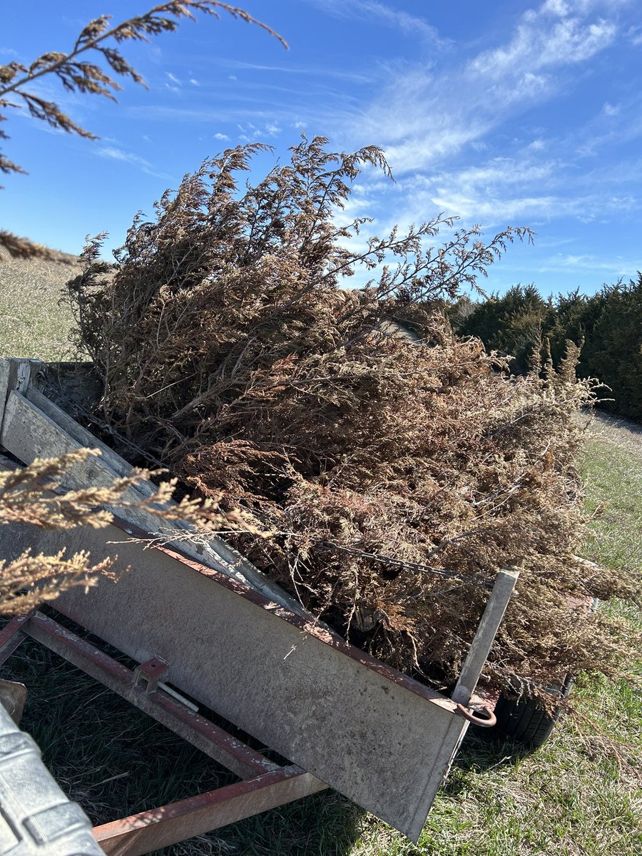 Another day, another battle. Cursing Easter Red Cedars for stealing grass, water and taking up highly taxed land.