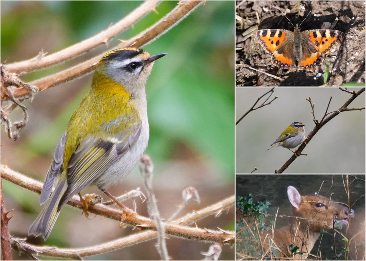 A circuit of Westcott &amp; the lower slopes of Leith Hill produced 2 Teal, a flock of 20 Crossbill, 3 Brambling, 2 Muntjack, an inquisitive Weasel and a dozen singing but otherwise placid Firecrests.