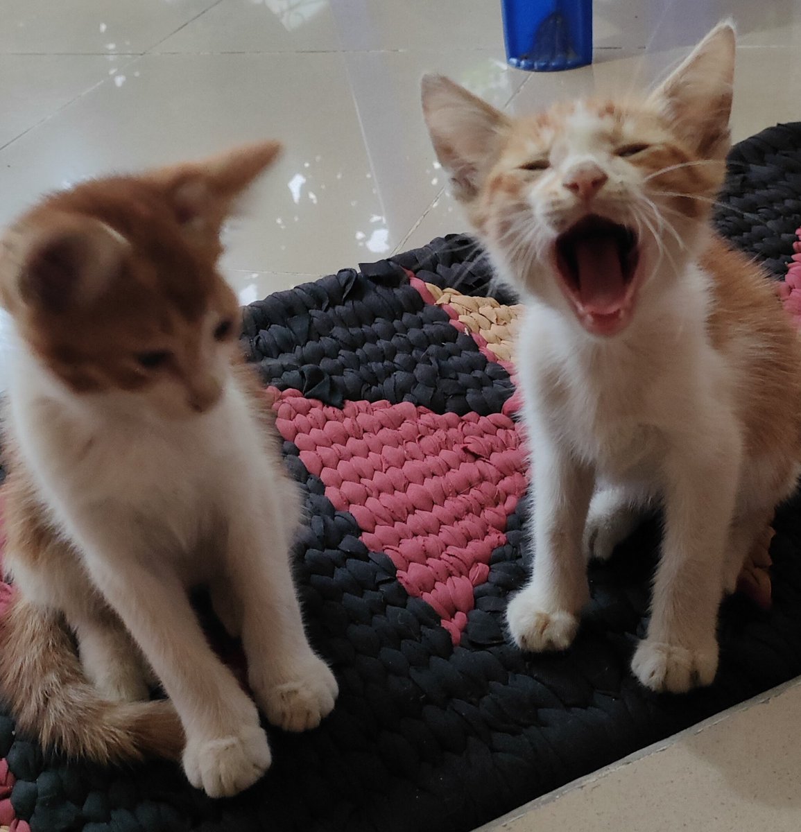 Me_Alf9's tweet photo. @kochengfs Kittenku https://t.co/pw4nkCNJBL