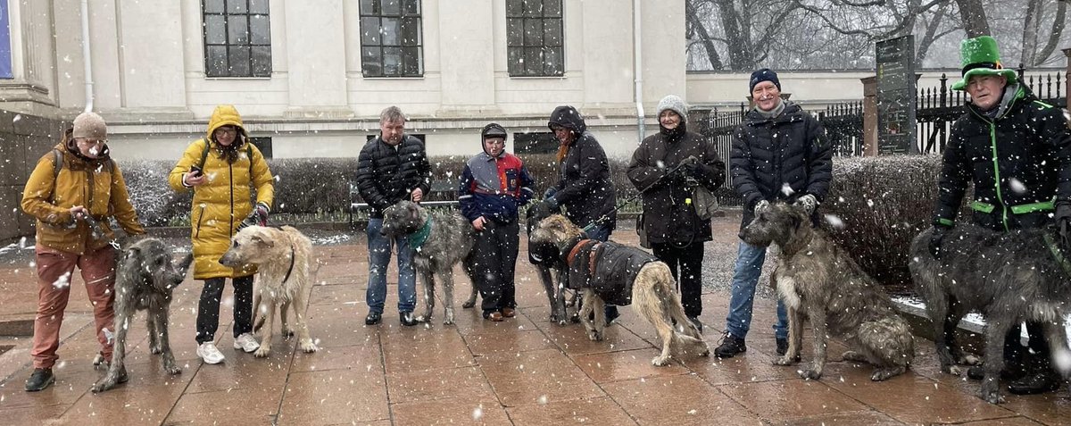 Not only does the #Oslo #StPatrickDay parade have bagpipers, dancers and enthusiastic marchers, we had #IrishWolfhounds too!  ☘️

Just magical in the ❄️ 

🙏 to the Parade Committee for a great morning and the photo. And of course huge thanks to the Irish Wolfhounds &amp; owners