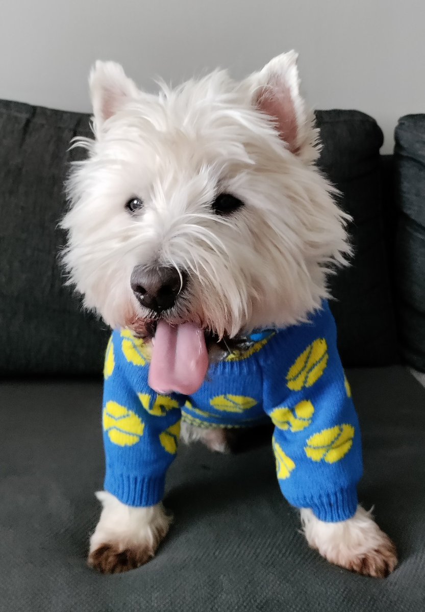 SimoWestie's tweet photo. I just heard, there is no live streams available when my team plays today #ykköspesis #simonkiripesis #finnishbaseball #pesäpallo #pesis https://t.co/dm2lW72ppV