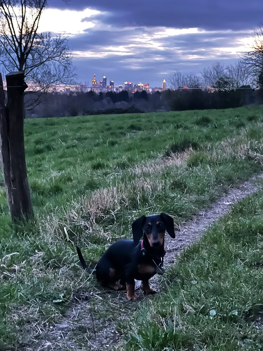 a_schmelzkaes's tweet photo. Tja, nicht nur Bahnhofsviertel, auch das hier ist noch Frankfurter Stadtgebiet!
#Dackelcontent
#Frankfurt https://t.co/LVAqoORTwV