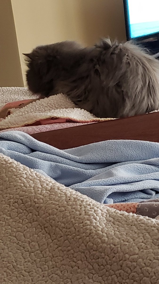 KGullic's tweet photo. The fluff takes a nap

#PrincessSophieMarie #MarvelCatSophie #cats #CatsRule #FluffBall #bluepersian #napsrule https://t.co/ZesarYbF1Q