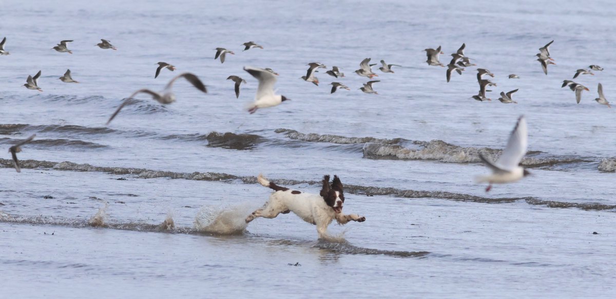 16 Mar. Musselburgh. A lot of the eiders and scoter have moved on. Male Scaup still. Photos of Goosander and dog-induced chaos ruining the early morning for everything and everyone @birdinglothian