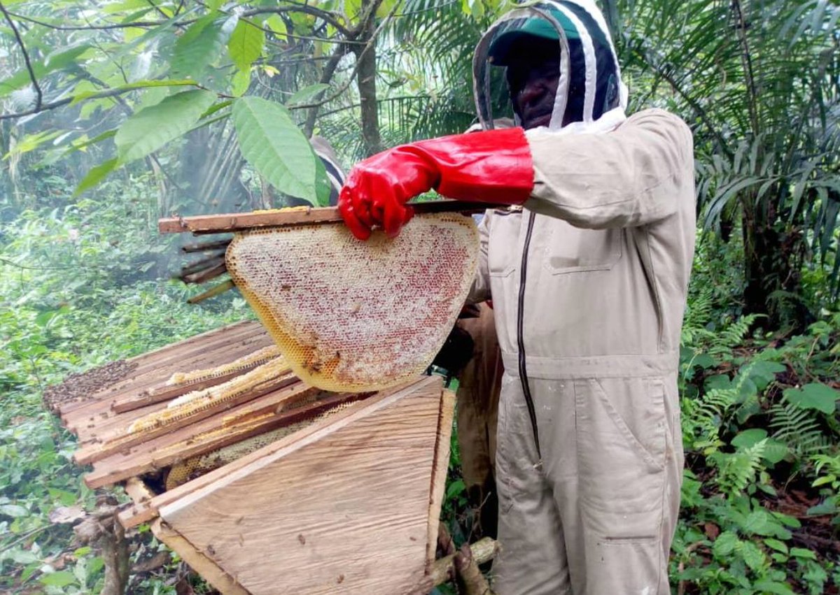 Rise for Nature trains former poachers as beekeepers in Cameroon🐝 By giving local & Indigenous people alternative livelihoods, they're changing behaviors that put pressure on pangolins, turning conservation into a communal responsibility. We're excited to be supporting them✨
