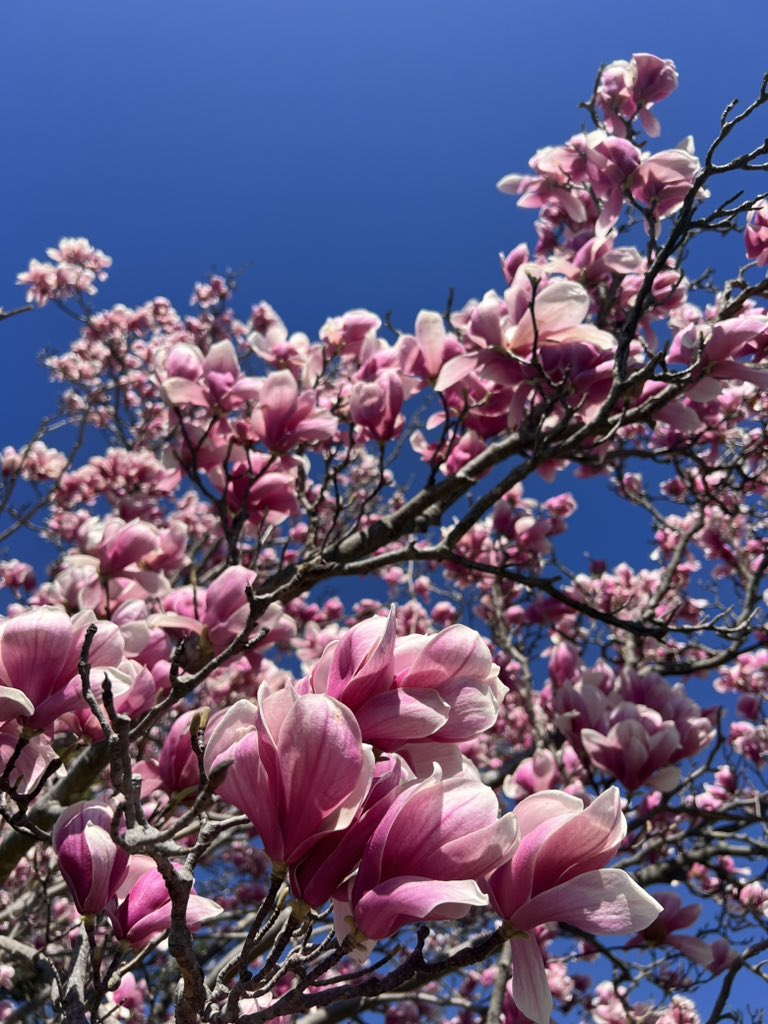 Spring Blooms 🌸🤍
#spring #flowers #springblooms