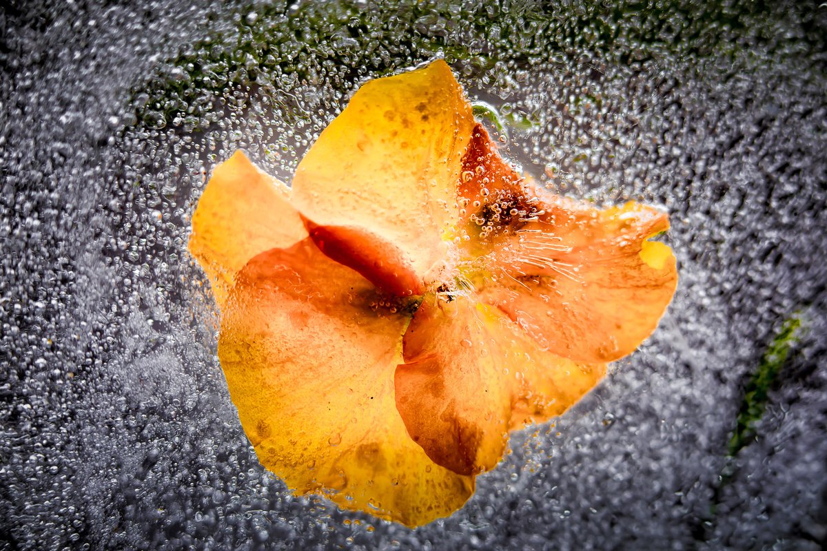 Frozen

Lisa loves to freeze things and photograph their thaw. She's good at it and was eager to share this passion by preparing blocks of ice entombed frozen flowers for us to photograph.

#abstract #orange #petals #flowers #frozen #creativity #mallowcameraclub #ice #createday