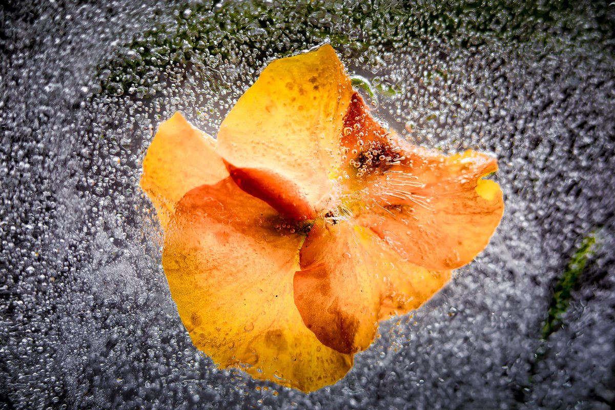 robertrath's tweet photo. Frozen

Lisa loves to freeze things and photograph their thaw. She's good at it and was eager to share this passion by preparing blocks of ice entombed frozen flowers for us to photograph.

#abstract #orange #petals #flowers #frozen #creativity #mallowcameraclub #ice #createday https://t.co/mRNKLDLxkM