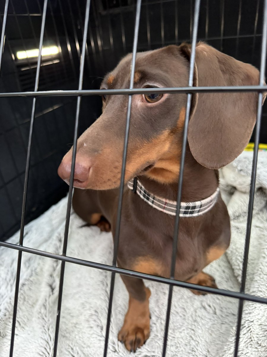 dotslondon's tweet photo. We have just picked up this little darling, Miss L from a London hospital after being called for assistance by @Ldn_Ambulance as the owner was rushed into A&amp;E.

Miss L will stay safely with us in our foster sanctuary whilst the owner receives vital care and treatment. https://t.co/wVQHxOW7aE