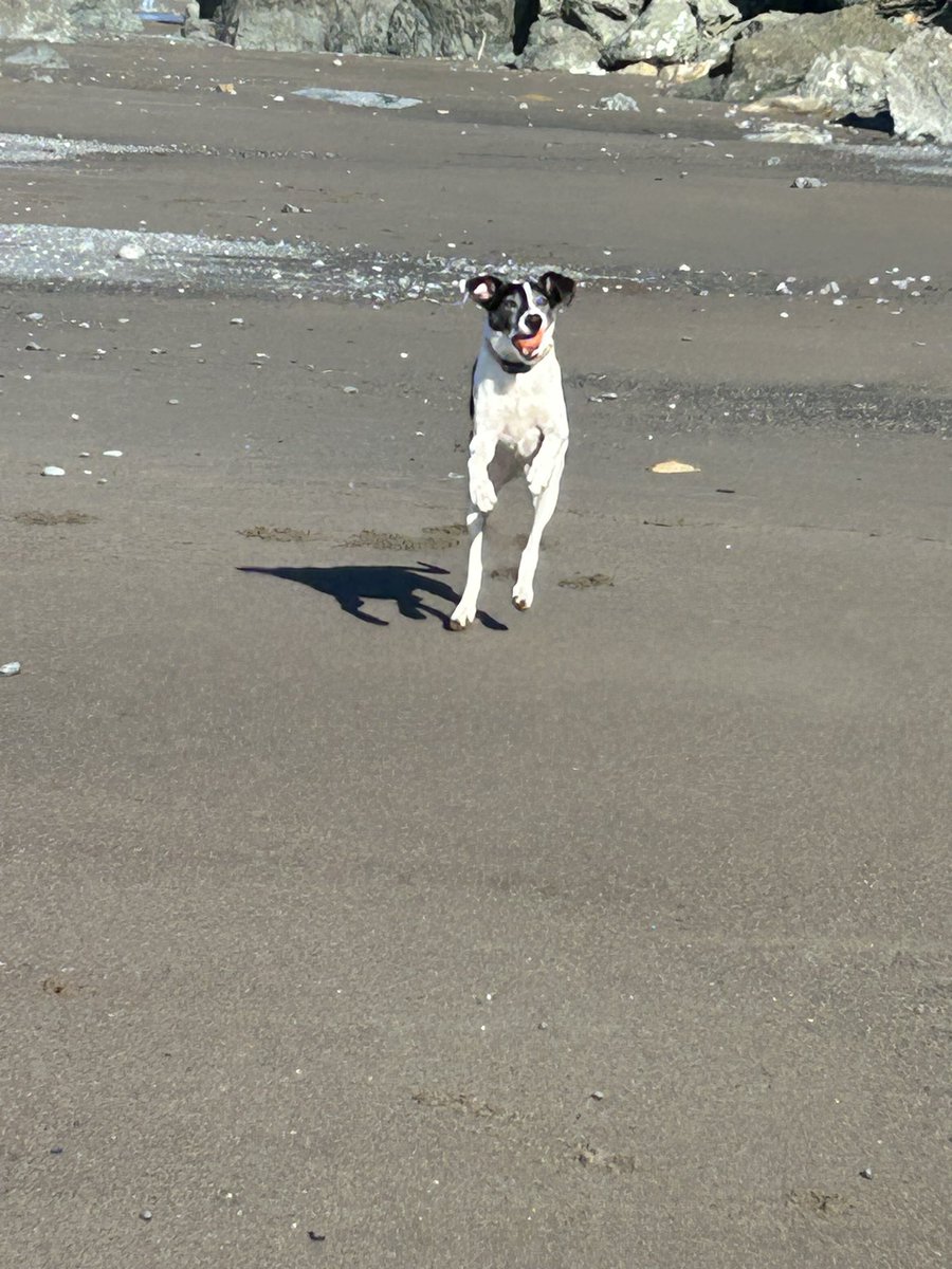 roseisrosejones's tweet photo. Happy Saturday from Gabby!
#JumpingBean
#DogsofTwitter https://t.co/DYAub1kJgV