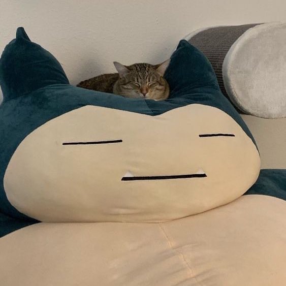 Punch Cat tweet media