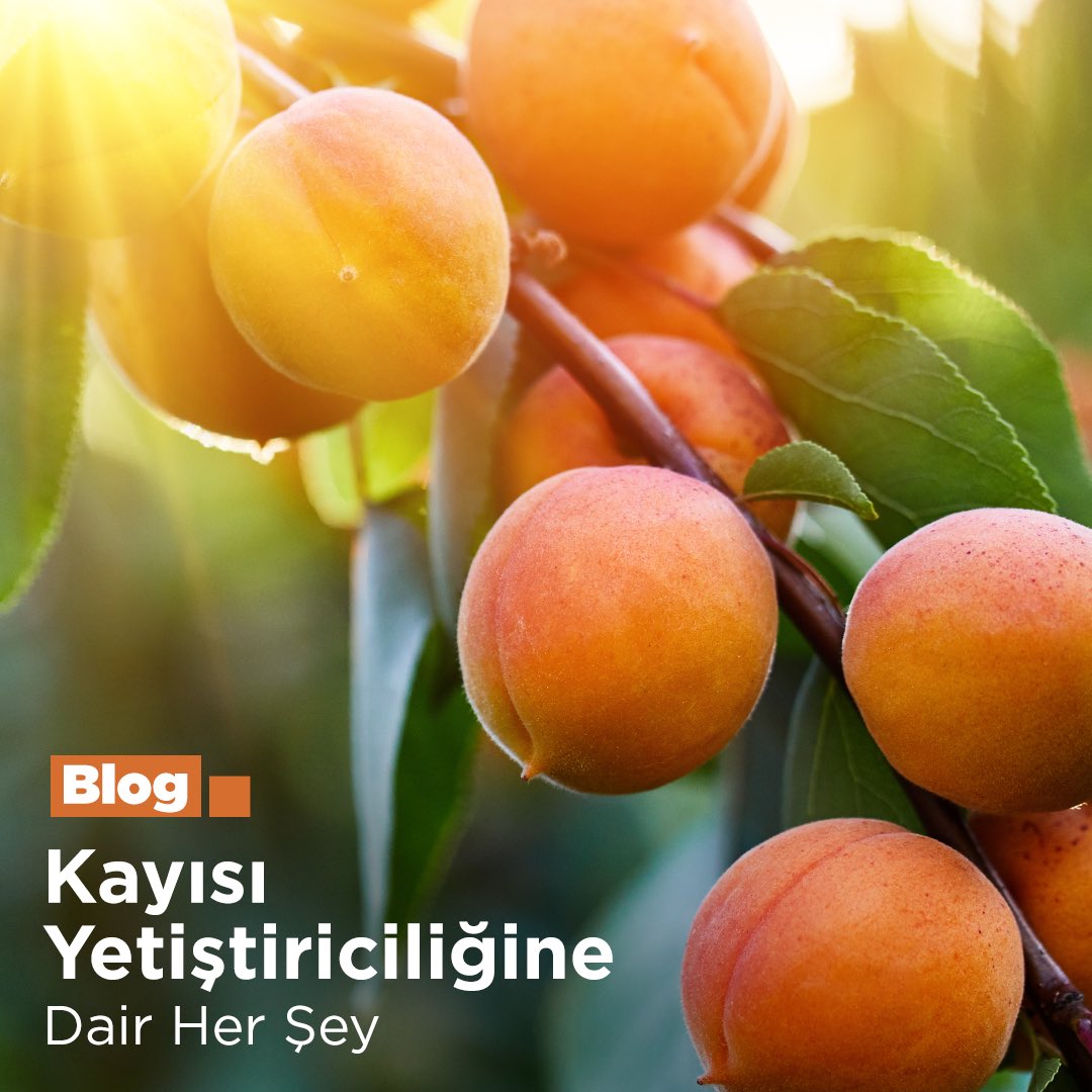 Kayısı yetiştiriciliğine dair merak edilenleri derlediğimiz blog yazımıza aşağıdaki linkten ulaşabilirsiniz. 🌱 hektas.com.tr/kayisi-yetisti… #Kayısı #Hektaş #Tarım