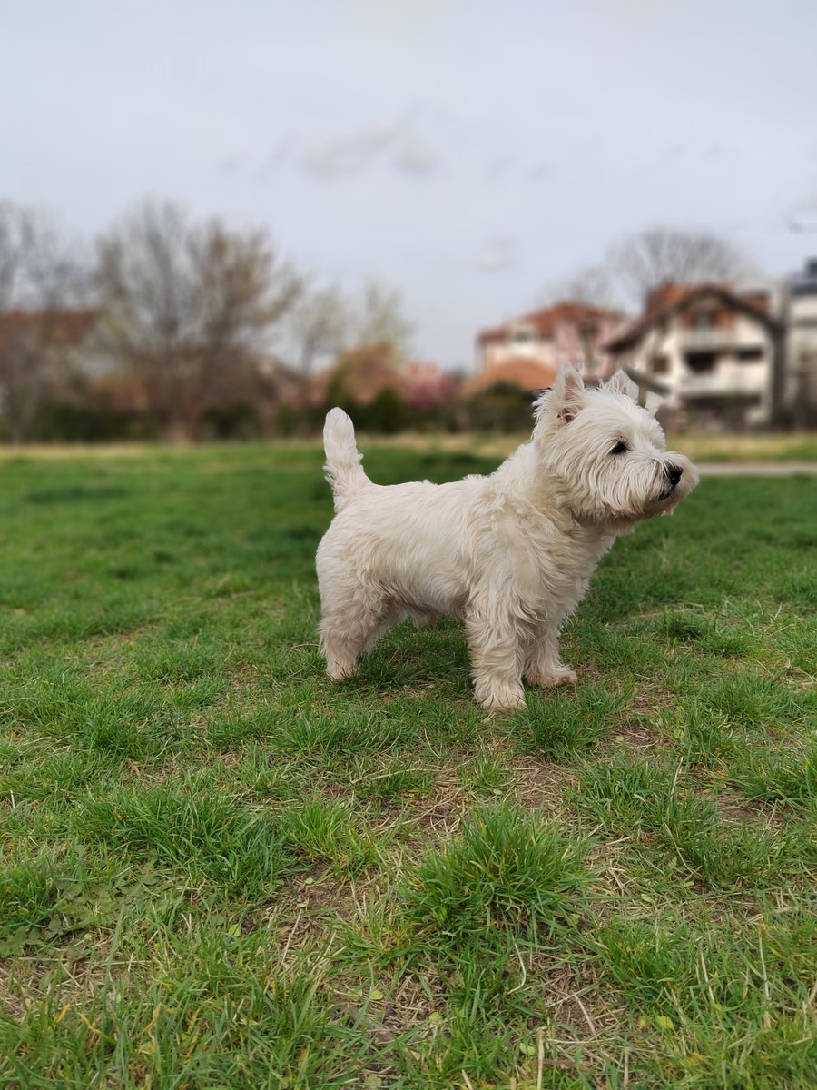 #jerry #westie #terrier #NaturePhotography #portraitphotography #enjoylife #green #dogsofx #dogslover #MarchMadness #animal