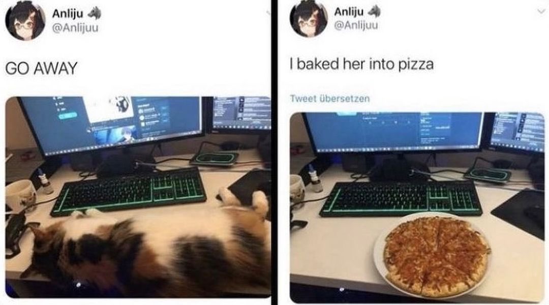 Cat Dealer (@catpicsdealer) on Twitter photo 