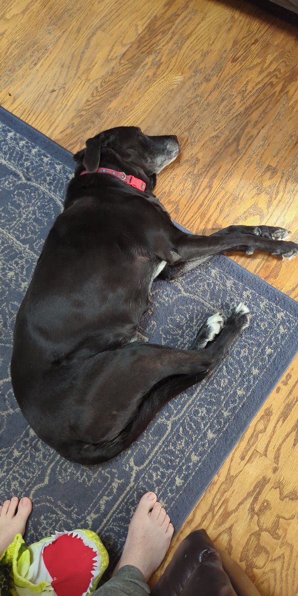 MichaelHart912's tweet photo. @retro_pels Retro I have a 15 year old lab this one hits me hard I'm so sorry for your loss 💕 https://t.co/4WnGqDNUOi