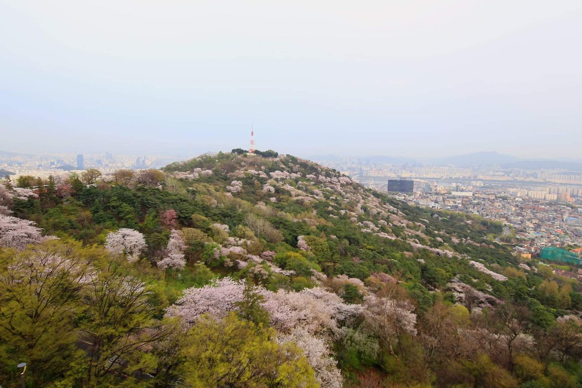Spring in Seoul People who live in Seoul look toward the south and envy the people there who are enjoying the spring that came earlier. However, Seoul is a place where spring is more spectacular than anywhere else. historylibrary.net/m/entry/%EC%A1…