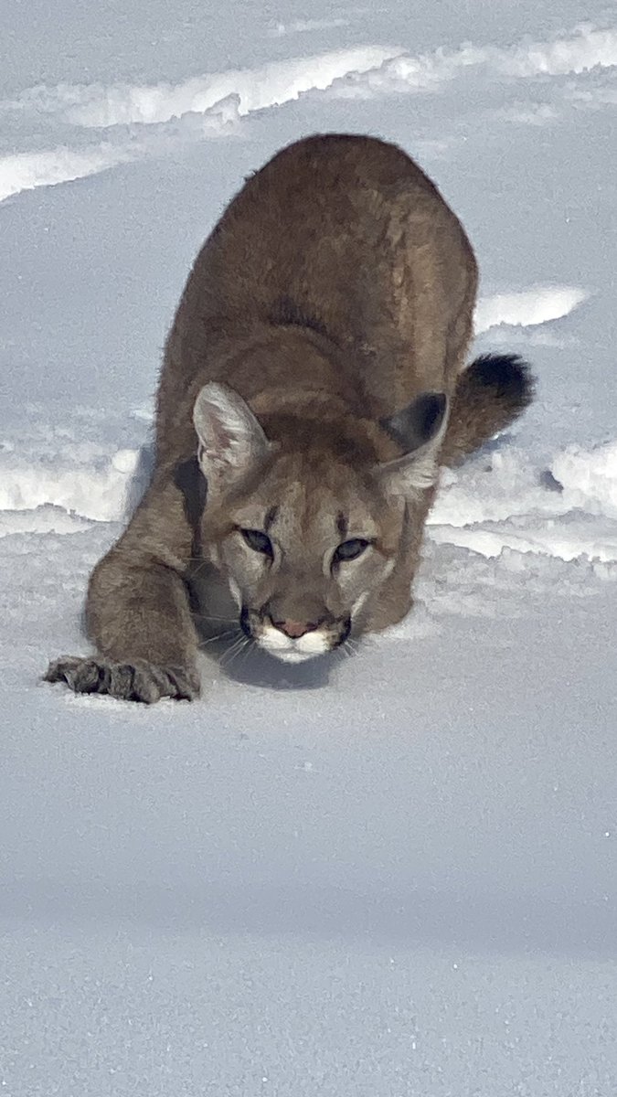 Discovery Wildlife tweet media