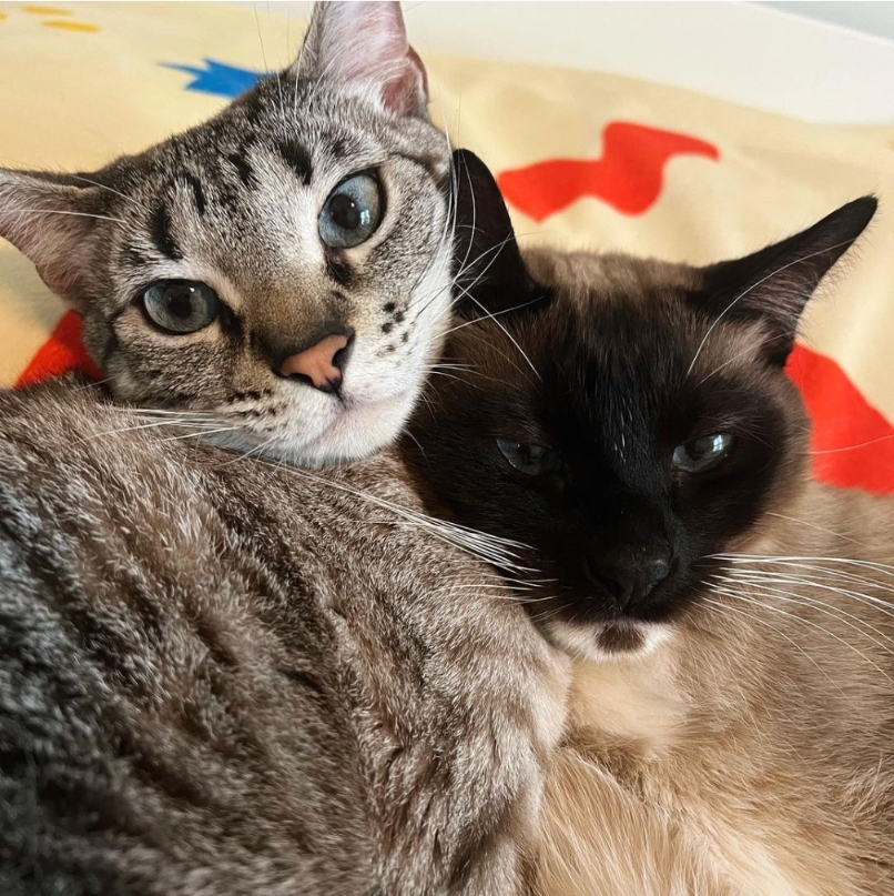 atlantapetlife's tweet photo. Double the Caturday cuteness, double the Caturday fun! 🐱🐱 Wishing everyone a fantastic weekend filled with furry snuggles and playful antics. Don't forget to tag @atlantapetlife to be featured!
🐱Millie &amp; Maisy

#Caturday #WeekendVibes #DoubleTrouble #CatsofAtlanta https://t.co/EL0zsRtuOC