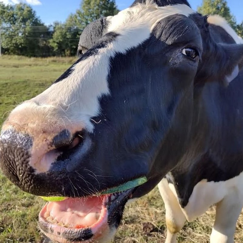 Cow of the Day🐮 tweet media