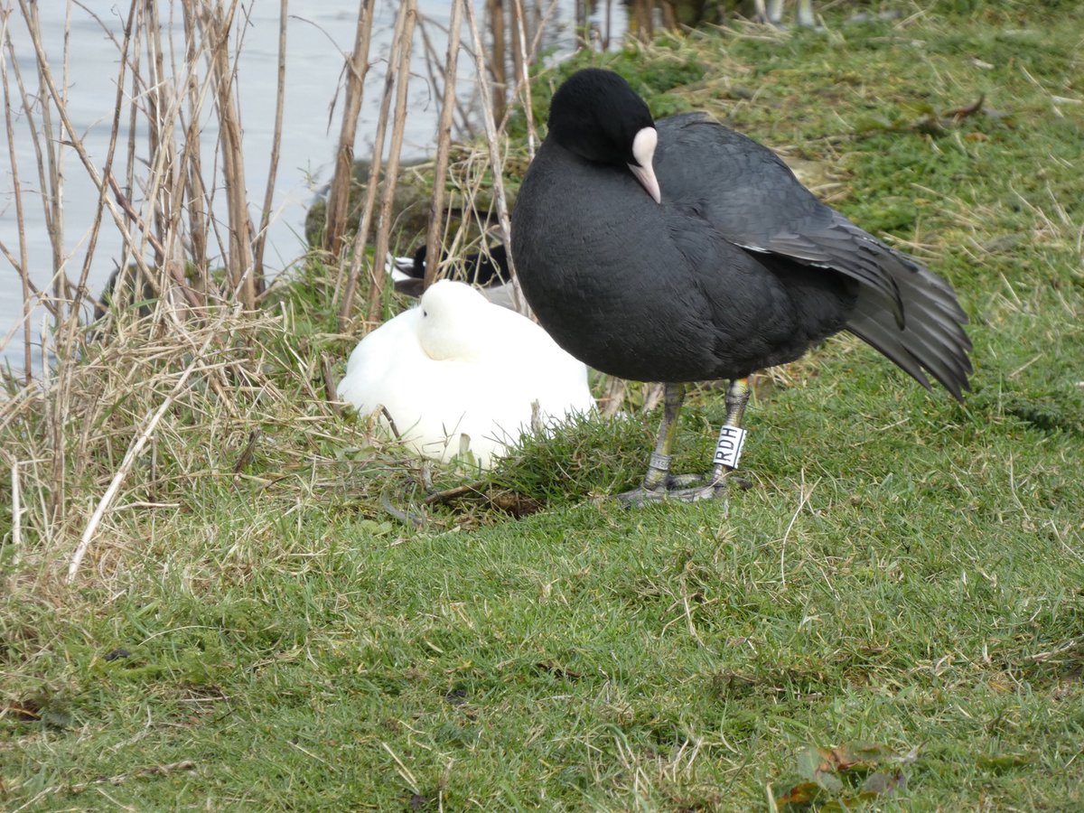 Calybites's tweet photo. Redcar Tarn, Keighley today.
Quick Coot Count.
BFB RDH & RXL
One solitary wigeon.
#CootStudy #ProjectPenelope https://t.co/1rw9ZOG1un