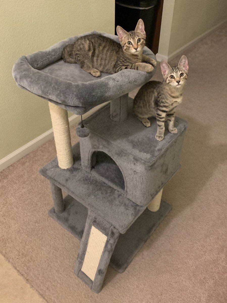 IsoAndSei's tweet photo. It’s our 4th Birthday today!!! 🎉🎁🎂😻 We get lots of treats today! 😸#CatsofTwittter https://t.co/Cd5p9YKARN