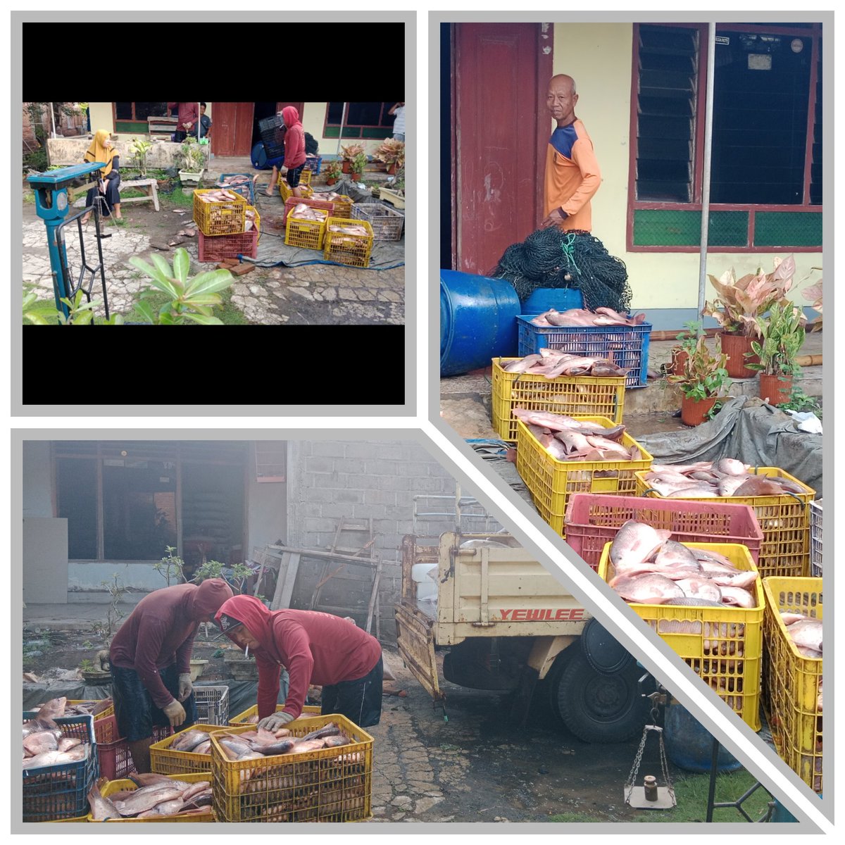 ingditameyer's tweet photo. Kamis_14/03/2024_Ing Dita Meyer O, Luhkan Kab. Tulungagung_Kegiatan Panen ikan gurame_ Milik Pak Endro Suheri_ Ds. Tamban, Kec. Pakel, Kab.Tulungagung, Hasil panen 650 Kg, harga 24.000ribu Pasar lokal
@bppp_banyuwangi 
#GiatLuhKanSatminkalBWI
#luhlapor https://t.co/LMg8LKeboO