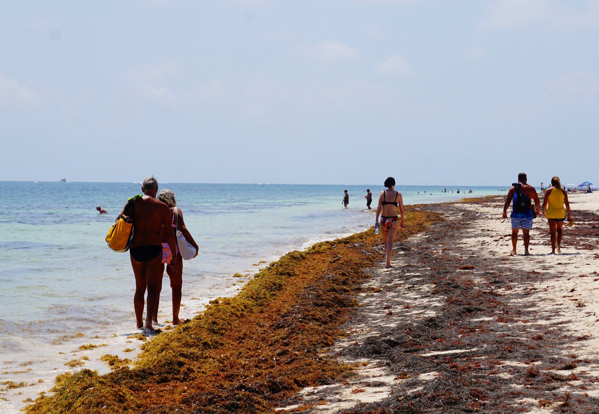 SargaMonitoring's tweet photo. LAST NEWS

"USA – Puerto Rico: Firm Rejection of Sargassum Use as Fertilizer"

https://t.co/Sr2Oo0nVG1

#sargassum #sargasso #sargazo #sargasses #sargassi #algues #algea #seaweed #monitoreodesargazo #surveillancesargasses #sargassummonitoring #USA #portorico https://t.co/W46nt2ITis