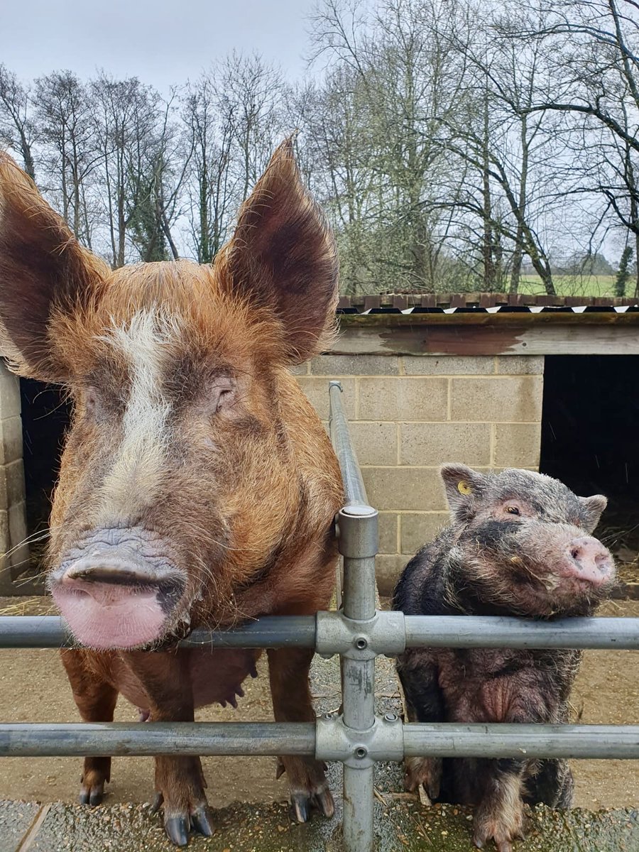 These two are perfect pig pen-pals!
Aren't Polly and Ronnie absolutely adorable!
🐷🐷🥰

#godstonefarm #godstone #farmpark #pigs #cute #friends