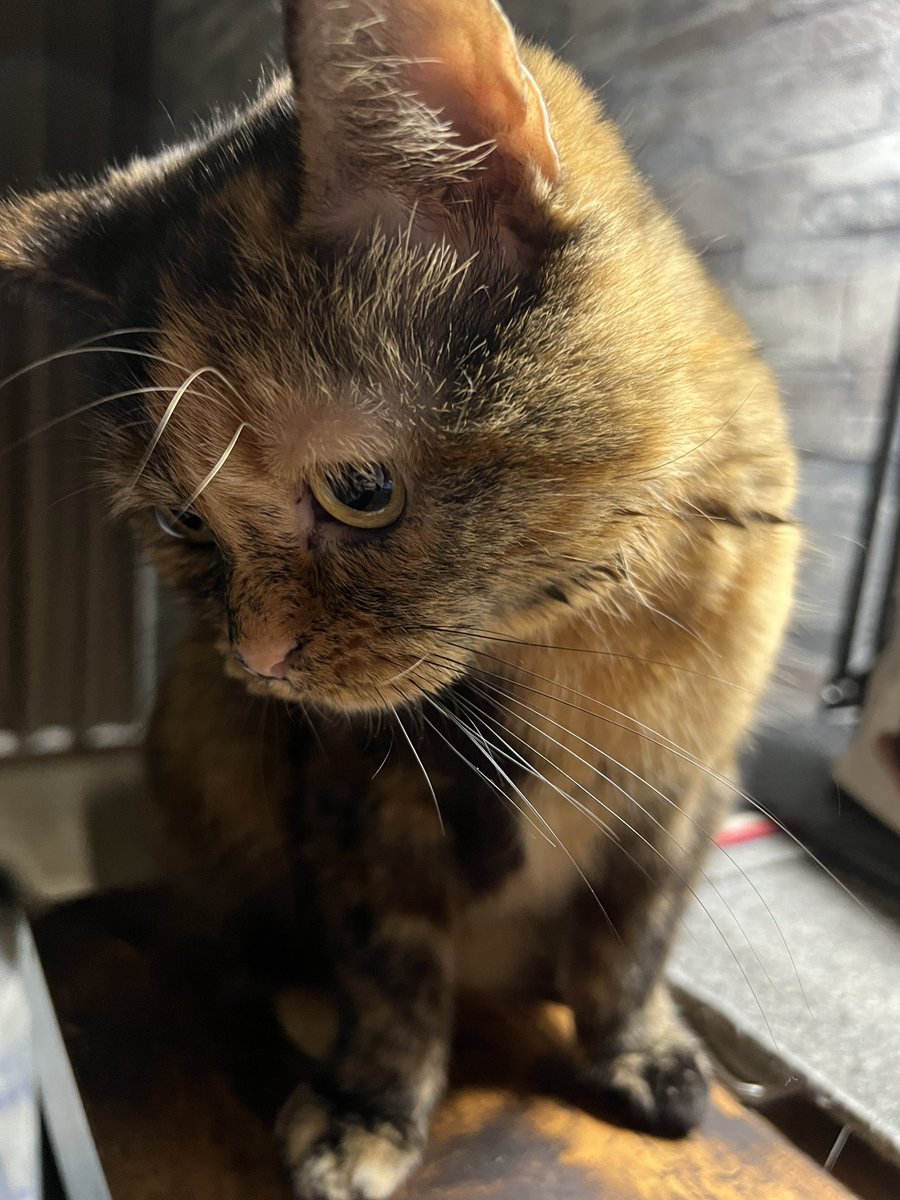 愛愛愛愛愛愛愛愛克斯 tweet media