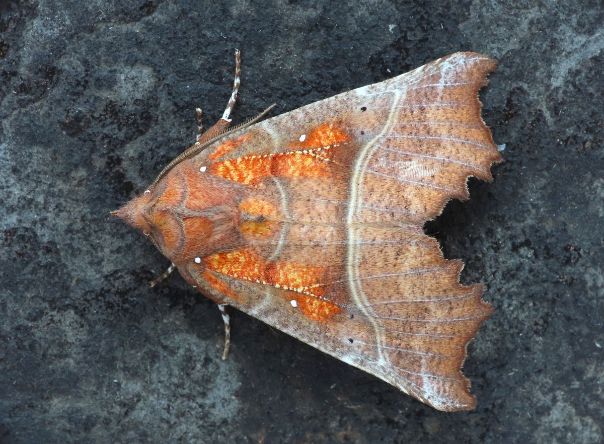 Weymouth: Yet another Dark Sword-grass today plus the first Herald of the year looking as though it's full of smouldering embers. 5 Oak Beauty might just be my best count here. @MigrantMothUK