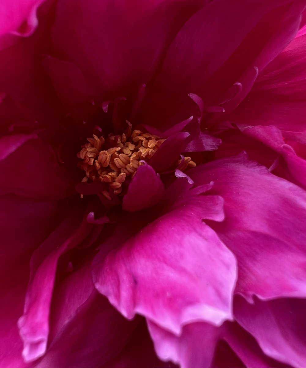 A closer look

#flowerphotography 
#FlowersOfTwitter 
#macrophotography 
#clickthepic