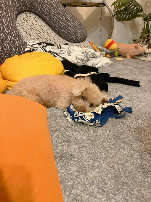 脱ぎたてホヤホヤのブラジャーを枕にして寝てる子🐕🌙zzz https://t.co/dhTCN4PNpG<a href="/tag/%E5%8F%B0%E7%81%A3%E6%94%9D%E5%BD%B1%E6%9C%83"class="tags"><span>#台灣攝影會</span></a><a href="/tag/foraver%E6%94%9D%E5%BD%B1%E6%9C%83"class="tags"><span>#foraver攝影會</span></a>