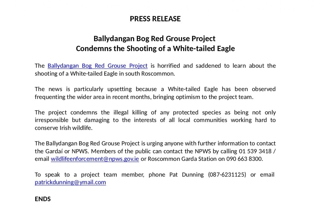Press Release from Ballydangan Bog Red Grouse Project on the shooting of the White-tailed Eagle.