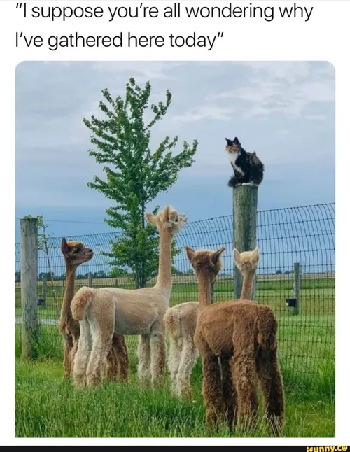 Michaelyouuu's tweet photo. @TimothyHar64543 @NellaMCFC @balestramale @_JaiPEG @carlosssverart @BC1P_Cima @MessJamie @jwuwneoejx @hackeryash14 @memotterish @atjals820 @charkowalski @ChaErischa @kenkneis @Kehlani_Py @Gordo54700 @tsxbe91 @kbabierra63 @Martinjld @AngsRox @Matt55377085 @AlYourPal12 https://t.co/buA8MJi7EG
