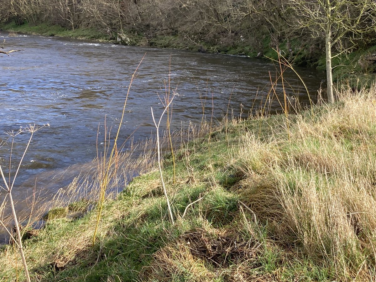 Planting a few willow whips on the riverbank before the rugby this morning. Hopefully provide some extra habitat, shade and stabilisation in the future.