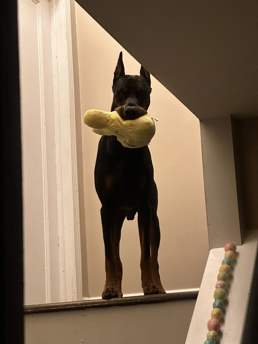 Premier Dobermans tweet media