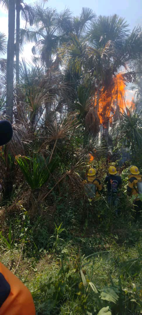 Envían refuerzos al Parque Nacional Canaima para sofocar incendio forestal 

 2001online.com/comunidad/envi…