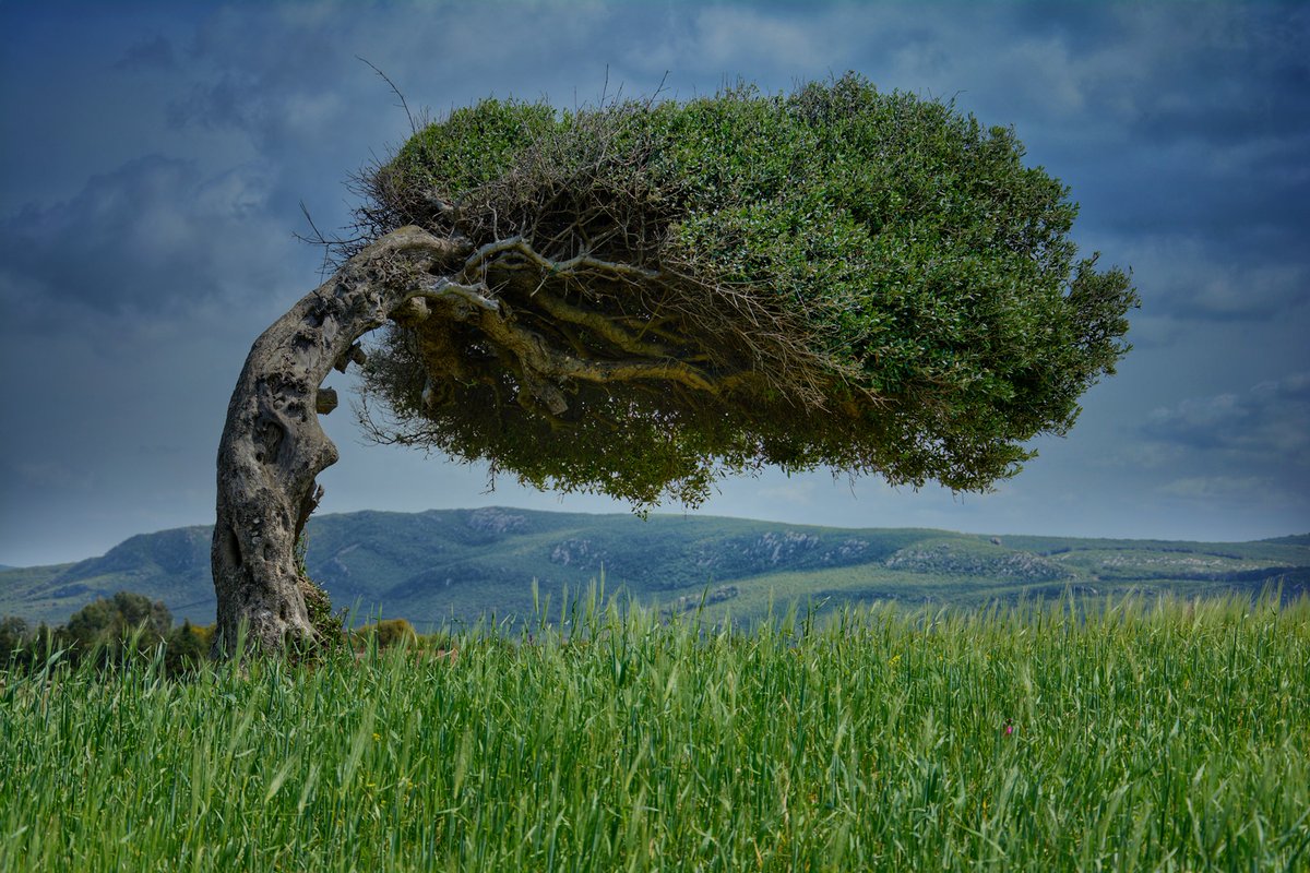 Next wonder along our wild wander: An aging tree lovingly watching and caring for its guests.. Mother #Nature can't be more inviting! Tableau captured by Assim Ayech around EcoRand Sidi Mechreg, northern #Tunisia.. Take a break!