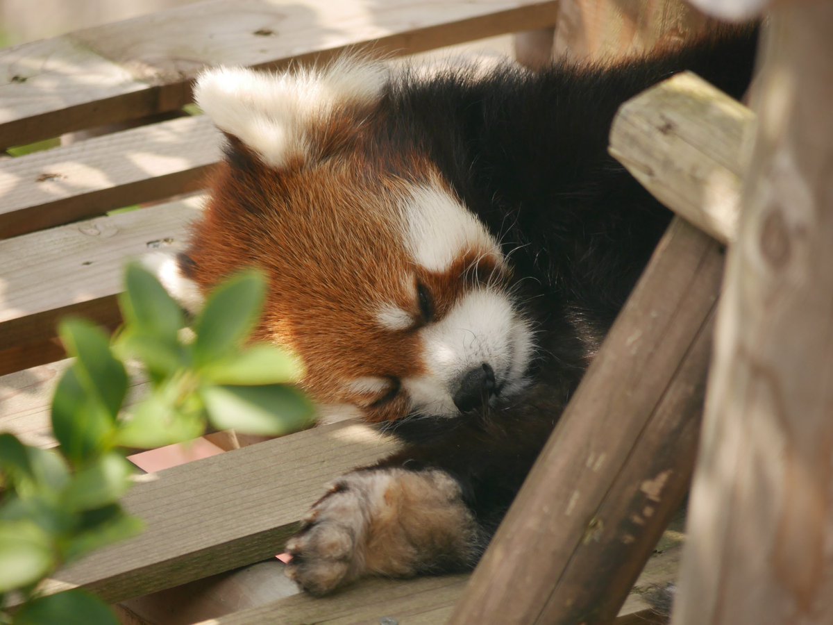 orangebanabana's tweet photo. ミンちゃんで、お休みなさいです😴
2024.3📷
#鯖江市西山動物園
#レッサーパンダ #redpanda
#ミンファ #Minfa https://t.co/tXPnGLBE4C