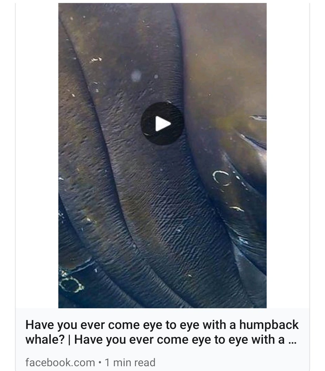 Have ya ever seen a whale's eye so closely before ? 

#WhaleDay #ProtectSaveTheWhales 

facebook.com/share/v/DEwGrR…