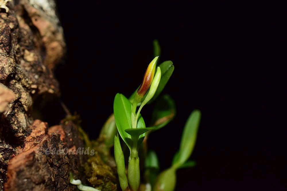 ElaOrchids's tweet photo. A sneak peek to my Encyclia polybulbon
#orchids #orchidlover #蘭 #orchidflower #orchidee #orquidea #orchidée #orkidea #orchidea #miniatureorchids
