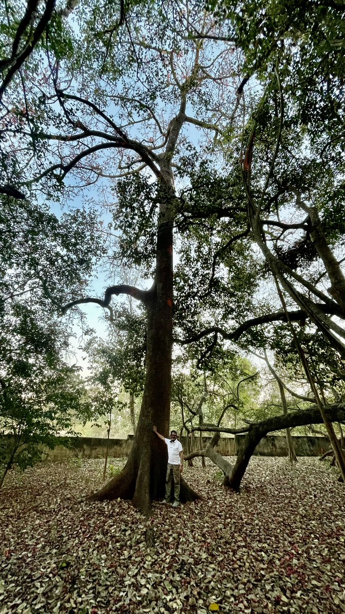 uday32008293's tweet image. An 80+ feet tall Red Silk Cotton giant.. fighting to grow over and above a 1.5 Acre.. and spreading banyan at Shirsangi Maharashtra.. the banyan has engulfed a 100 yr old Mango tree already.. who next?? 
see more on #TheBigTreeQuest on You Tube..
@vata_foundation