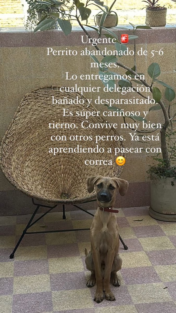 Fundación Toby (@fundaciontoby) on Twitter photo Amigos, nos piden apoyo con este cachorrito 😍
Por favor si alguien puede darle hogar 🐶🫶🏻🙏🏻🩷
Comuníquense con <a href="/marine_hg/">Marina Helguera</a> Amigos, nos piden apoyo con este cachorrito 😍
Por favor si alguien puede darle hogar 🐶🫶🏻🙏🏻🩷
Comuníquense con <a href="/marine_hg/">Marina Helguera</a>